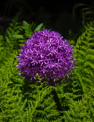 Allium - NHP41